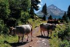 Kuehe Vent Oetztal 02