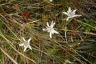 Edelweiss Vent Oetztal 03