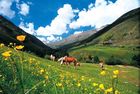 Haflinger Pferde Vent Tirol 03