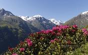 vent alpenrosen 04 03