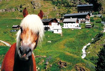 Haflinger in Rofen Ferien Vent Montana 01