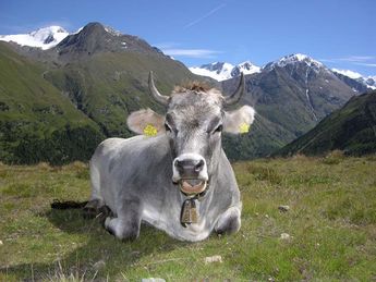 Urlaub am Bauernhof in Vent Montana