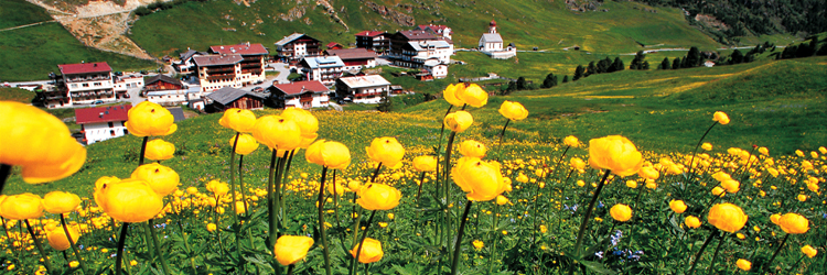 Blumenwiese Urlaub Vent Montana 01