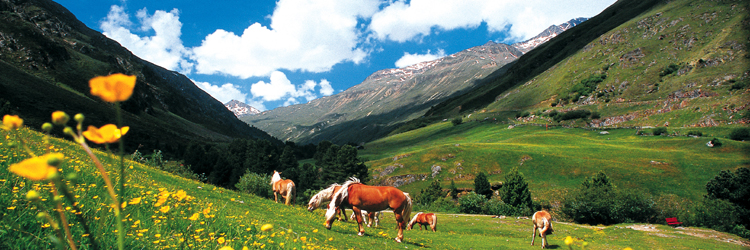 Haflinger Urlaub Sommer Vent Montana